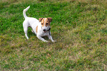 smooth-haired jack russell terrier plays on the lawn, runs and has fun