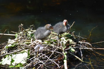 Two Eurasian coot babies on nest on water, in the park.
