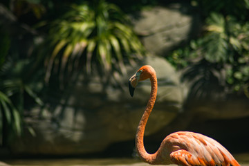 flamingo in Cartagena