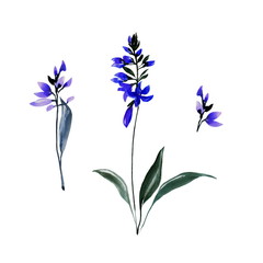 Set of hand drawn blue bell flowers with leaves. Sketch botanical illustration painting by watercolor isolated on white background. Decorative aquarelle art design elements