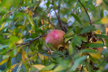 Pomegranate fruits on the tree with green and yellow leaves ready to be collected