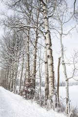 Snow covered trees lined along the road.