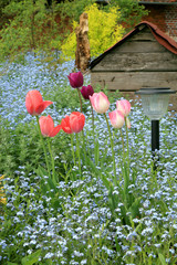Forget-me-nots, tulips and an old kennel for a dog. Spring composition of flowers in a rural garden