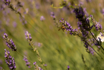 butterflies and bees feeding on lavender flowers