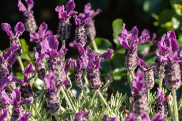 Obraz premium Puget Sound Summer Flowers: purple 