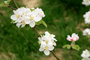 Profusely flowering young apple tree in a village home orchard. Spring awakening.