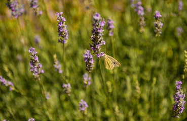 butterflies and bees feeding on lavender flowers