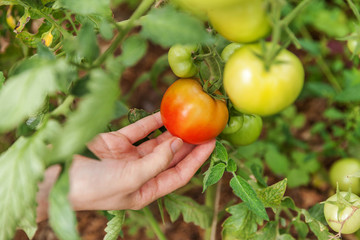 Woman farm worker hand picking fresh ripe organic tomatoes