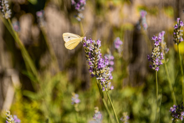butterflies and bees feeding on lavender flowers