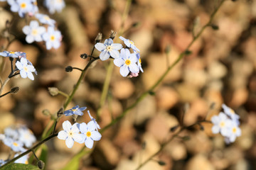 A field of forget-me-not in the spring home garden.  Forget-me-nots are the source of the first pollen, a protein food for bees Forget-me-nots are one of first spring flower