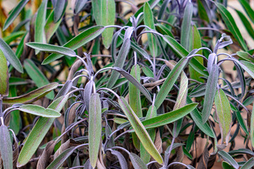 Plant with long leaves green red violet