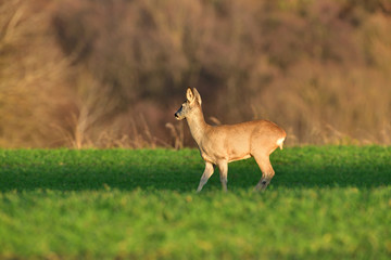 Young roe deer with without antler watching on the enemy on meadow 