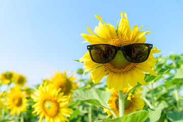 Fresh sunflower with sunglasses