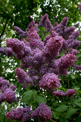 Lilac shrub in full bloom. Spring flower in home garden. 