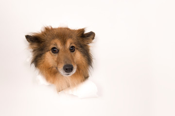 Shetland sheepdog head sticking through a white background with copy space