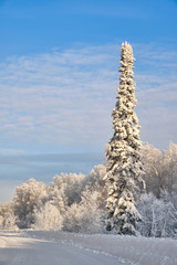 Winter landscape. Snowy forest. One fir tree covered with snow at the edge of the road. Siberia. Russia.