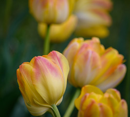 Yellow tulips in the garden
