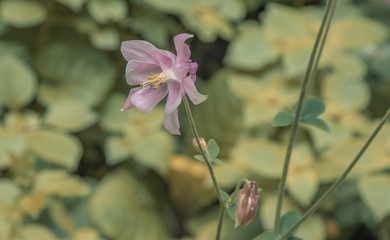 Pink flower in the garden