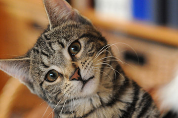 my cute Bengale cats