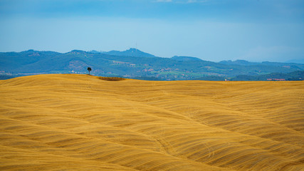 Fototapeta na wymiar Summer landscape with the orange rolling hills, isolated tree, blue mountains in background and copy place. Travel destination Tuscany, Italy 
