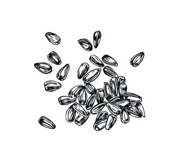 Sunflower seeds. Line art style.