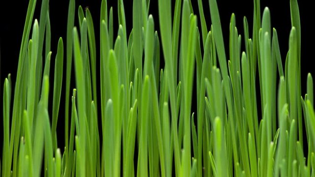 4K Time Lapse of barley grass growing. Time-lapse of growing green grass isolated on black background. Germination seeds sprouting springtime. Close up timelapse of growing Barley.