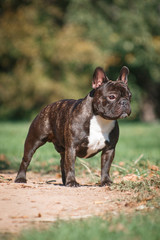 Brown dog French Bulldog breed stands in breed stance