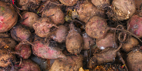 beet harvest beetroot (many fruits of beets that just dug from the ground) concept. food background. copy space. Top view