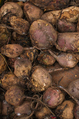 beet harvest beetroot (many fruits of beets that just dug from the ground) concept. food background. copy space. Top view