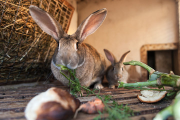 Adorable fluffy bunny rabbit at the farm in the cage. easter, farming concept