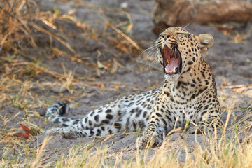 Leopard yawning while lying in the shade