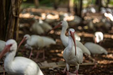 group of white ibises