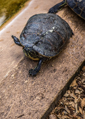 turtle lifting up one leg