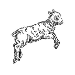 Jumping lamb. Sketch. Engraving style. Vector illustration.