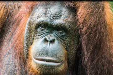 Sarawak, Malaysia- January 2019: Orangutan (Pongo pygmaeus), species threatened with extinction due...