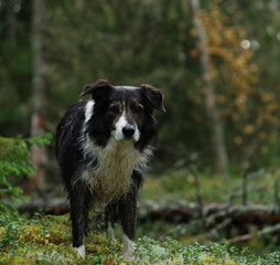 A border collie standing still, wet after running in rainy autumn forest
