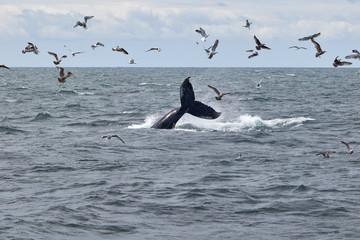 Tail slapping whale at the Atlantic Ocean near Boston.