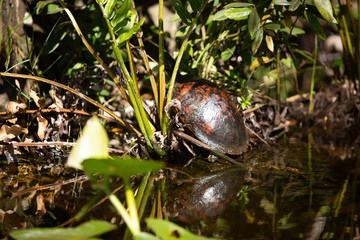 turtle in mangroves