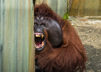 Sarawak, Malaysia- January 2019: Orangutan Aman (Pongo pygmaeus), species threatened with...