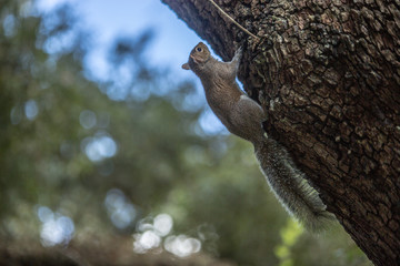 squirrel on tree