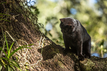 cat sitting on tree looking down
