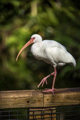 ibis lifting one leg