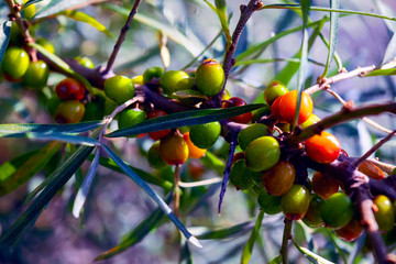 Branch with berries of sea buckthorn and green leaves on a blurred background close-up.