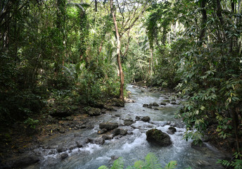 Obraz premium mountain river and waterfall in a tropical forest on the philippine islands