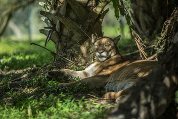 lioness lying down lioness lying down under tree sticking tongue out