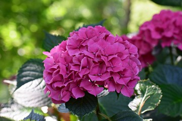 Pink Hortensia (Hydrangea Macrophylla) flowers in the garden. It is a species of flowering plant with large spectacular flowers, in the family Hydrangeaceae.