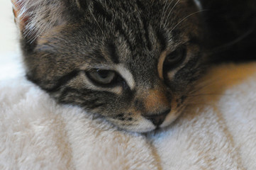 my cute Bengale cats