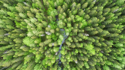 Aerial view of the winding river. Top down drone view. Beautiful green fir forest.