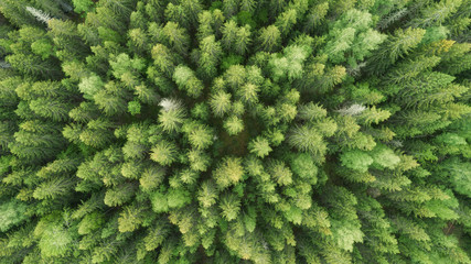 Vertical aerial view of spruce and fir forest. Texture coniferous forest top view. Scandinavia.