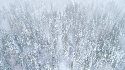 Top down aerial drone view of the snow-covered misty woods after a snowfall. 